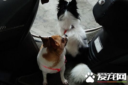 摩托车怎么带狗 可以在脚踏板处放个笼子