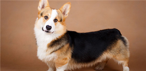 卡迪根威尔士柯基