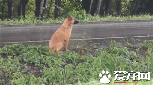 忠犬痴等主人1年 最后却惨死路边