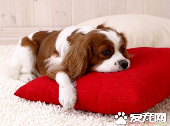 狗可以吃鸡肝吗 最好别单一喂它们吃鸡肝