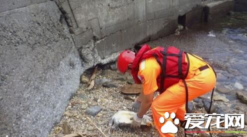 龙洞岸巡人员又发现枉死绿蠵龟