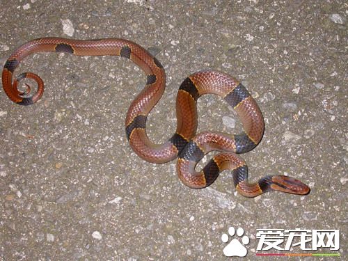 30公分蛇搭日本新干线看风景 女乘客惊吓求救