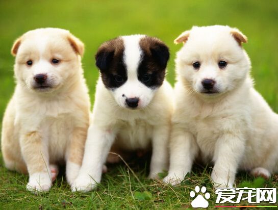 坐什么车可以带狗 并不是所有的车都能带