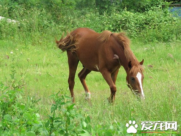 养马当宠物 农家子圆了梦