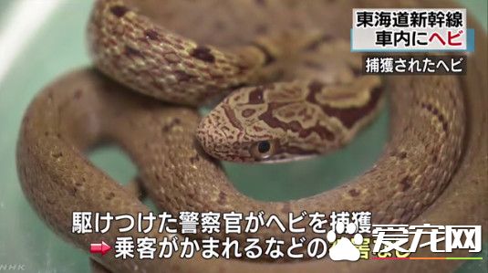 30公分蛇搭日本新干线看风景 女乘客惊吓求救