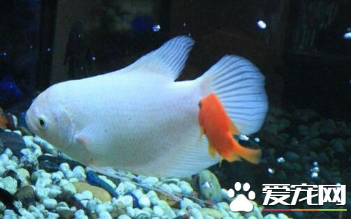 招财鱼有牙齿吗 长大一点就可以看出来