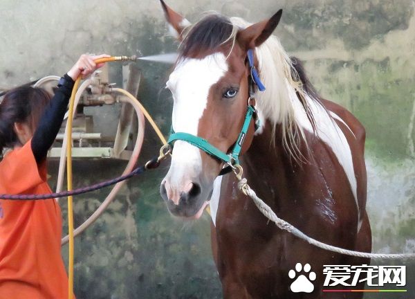 养马当宠物 农家子圆了梦