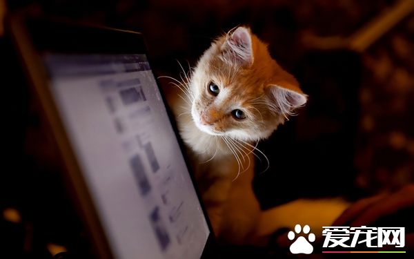 这里面有小鱼干吗？