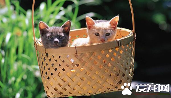 铲屎的！你要带我们去哪里？