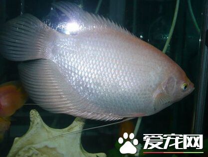 招财鱼跳缸 招财鱼跳缸这是缺氧的表现