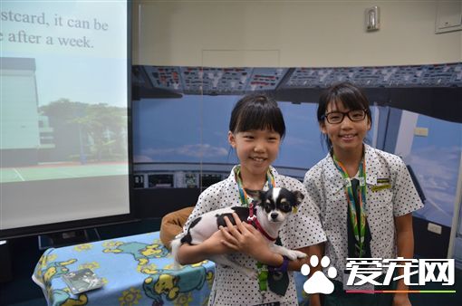 零安乐死新措施 台湾推伴读犬前进学校