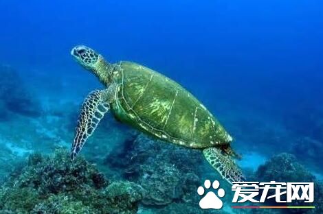 龙洞岸巡人员又发现枉死绿蠵龟