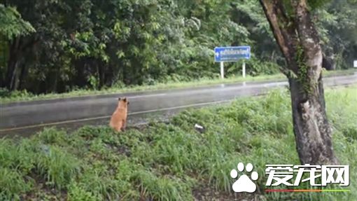 忠犬痴等主人1年 最后却惨死路边