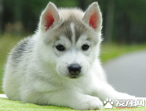 狗能吃热的吗 最好给它们吃温热的食物
