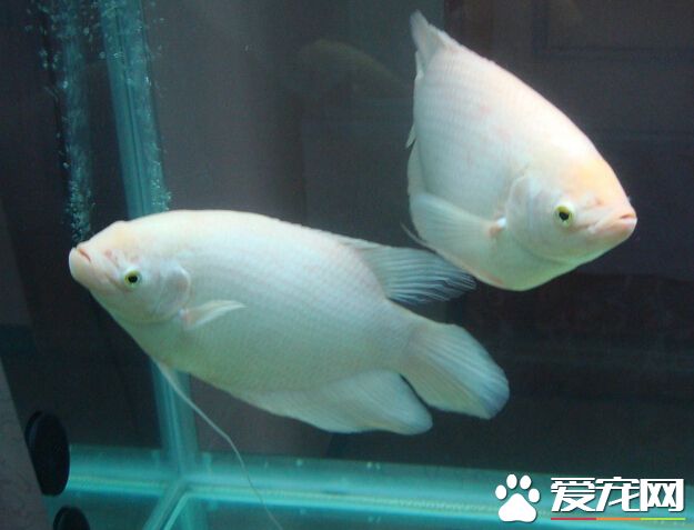 什么是招财鱼  当下很热门的观赏鱼之一