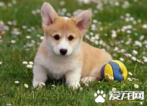 怎么样才能让狗狗听话 其六大技巧分享