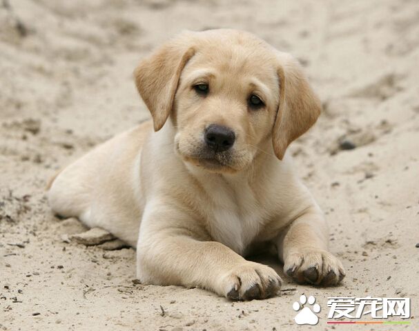 怎样才能训好狗 对狗狗要多包容和奖励