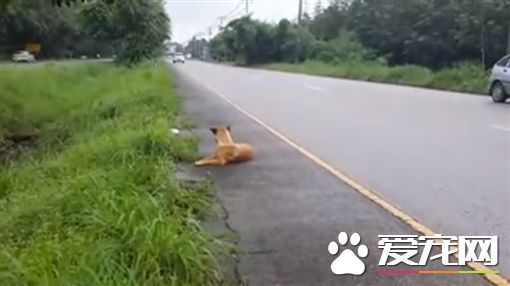 忠犬痴等主人1年 最后却惨死路边