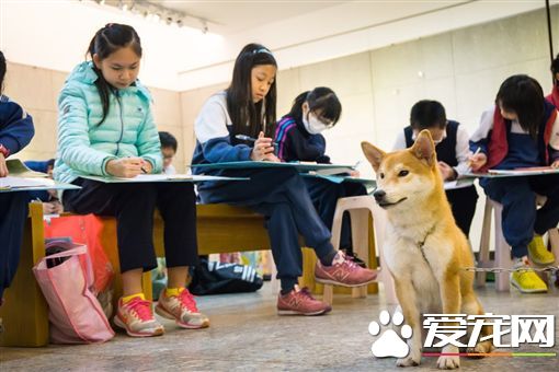 零安乐死新措施 台湾推伴读犬前进学校