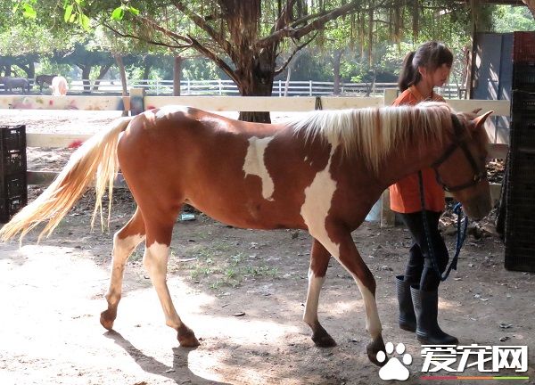 养马当宠物 农家子圆了梦