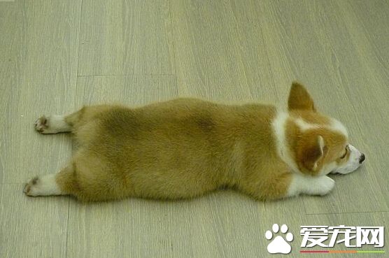 什么狗没尾巴 其实是有些狗做了断尾