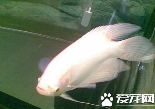 招财鱼身上红肿 主要是由光照不足导致