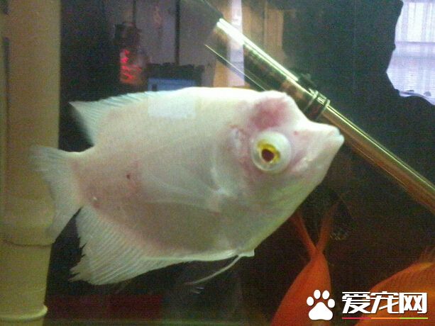 招财鱼有牙齿吗 长大一点就可以看出来