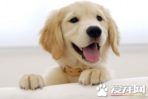 怎么样才能让狗狗不叫 训练方法很重要