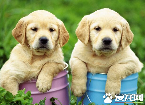 怎么才能让狗狗洗澡 洗澡的方法分享