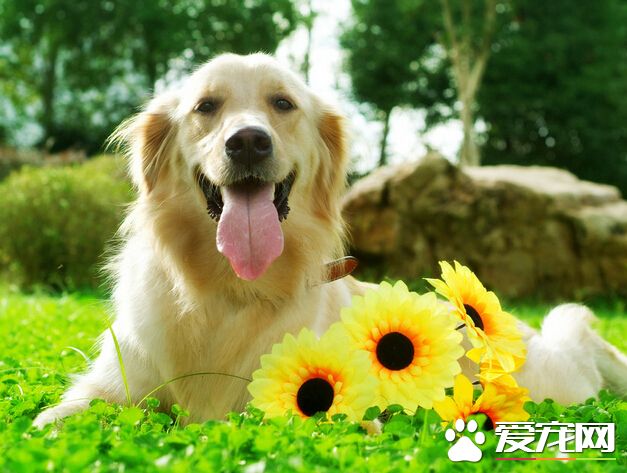 狗为什么吃土  主要是由蔬菜不足导致的