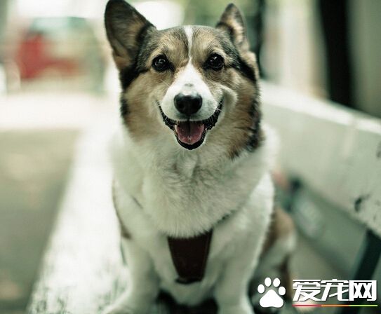 狗能吃咸的吗 咸的东西对狗狗会致命的