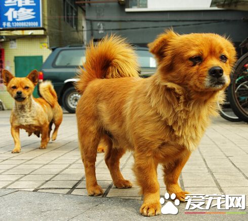 怎么才能让狗狗怀孕 让狗狗怀孕的方法
