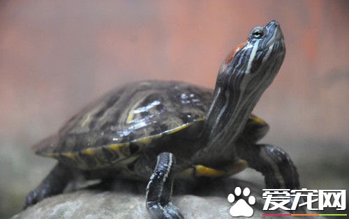 乌龟烂甲病 最好在饲料中添加甲砜霉素片