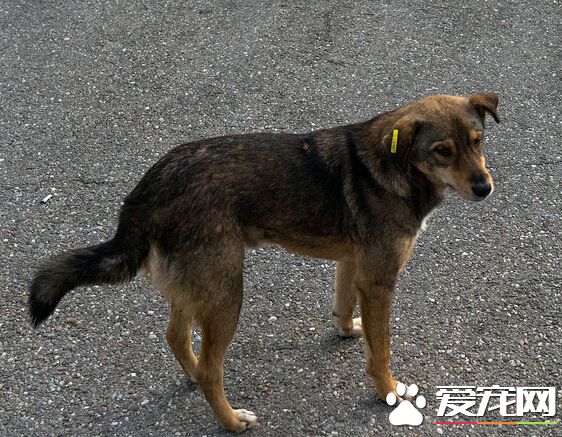 被狗抓了怎么办 一定要及时的处理伤口