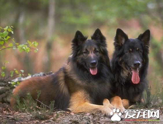 狗温能治好吗 狗瘟一定要及时的去治疗