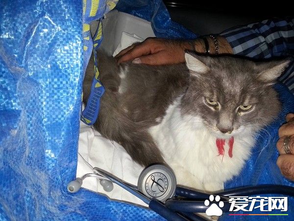 猫咪埋瓦砾堆独活32天 6.2强震中幸存只脱水