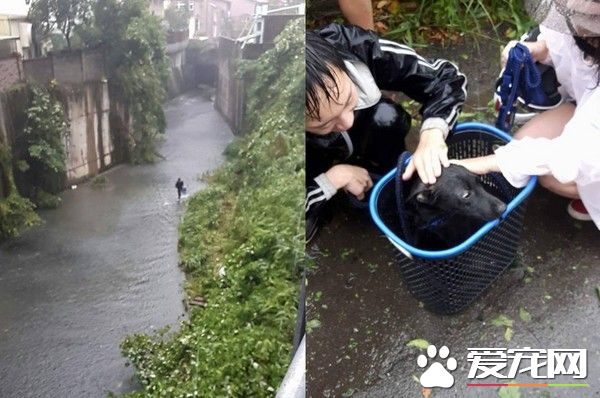 小黑狗暴雨中卡水沟 黑衣暖男洗衣篮捞上轻抚