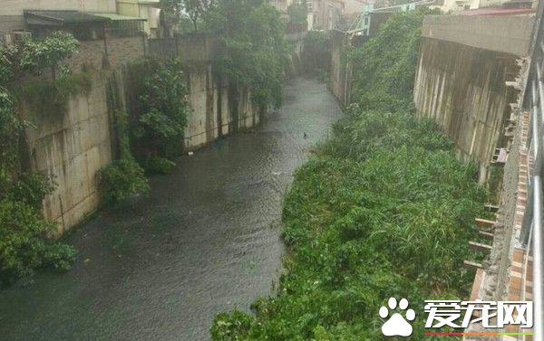 小黑狗暴雨中卡水沟 黑衣暖男洗衣篮捞上轻抚
