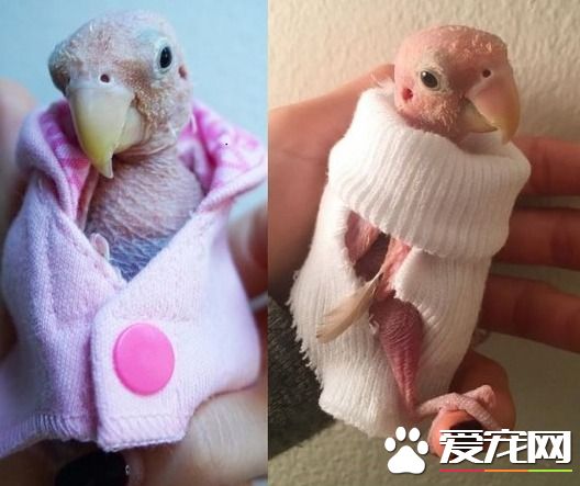 染病无毛鹦鹉裸身曝光 爱唱歌飙地毯