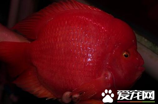 财神鱼身上有白点 这是白点病导致的