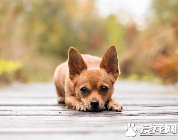 狗会得什么病 狗狗的几种常见病介绍