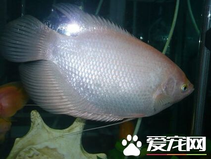 招财鱼烂尾怎么办 带你了解招财鱼的烂尾