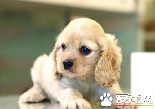 美国可卡犬幼犬怎么养 喂食尽量要有规律