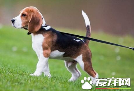狗狗牵引绳怎么用 狗狗牵引绳正确使用方法及使用图解