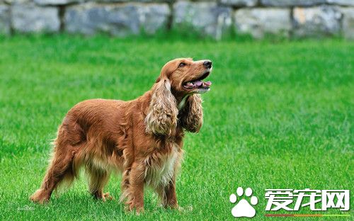 美国可卡犬多少钱一只 不同地区价格不相同