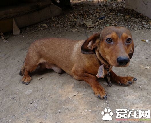 板凳狗是什么狗 其实它们就是腊肠狗