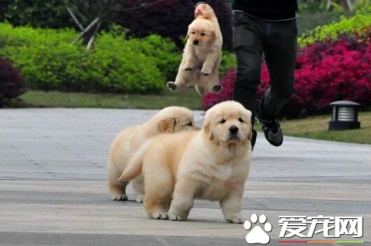 金毛狗值多少钱 纯种的金毛会比较贵