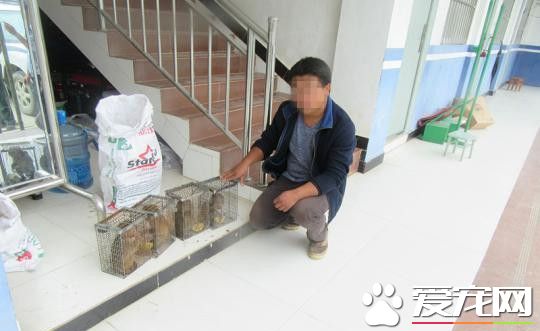 跨境购买幼猴当宠物 云南一村民被查处