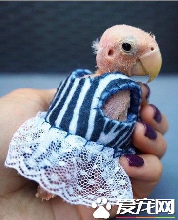 染病无毛鹦鹉裸身曝光 爱唱歌飙地毯