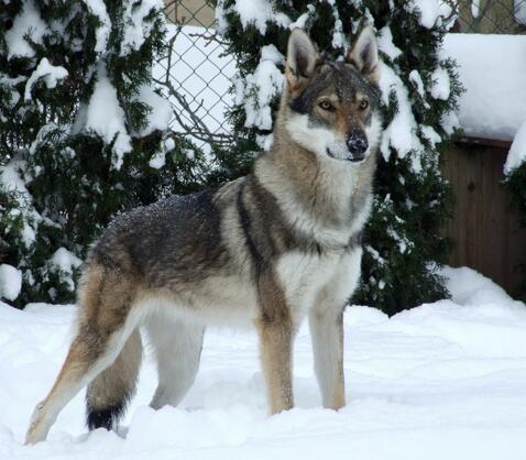 捷克狼犬
